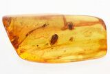 Fossil Marsh Beetle (Cyphon) and Midges (Chironomidae) in Baltic Amber #328159-1